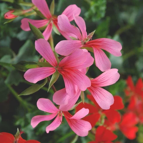 Geranium L.S - La suspension