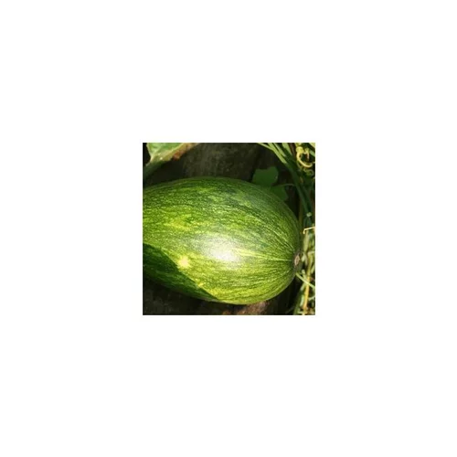 Courge Sucrine Bio. Le pot de 10,5 cm