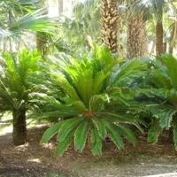 Cyca Revoluta ou Faux Palmier vert en pot de 30 L
