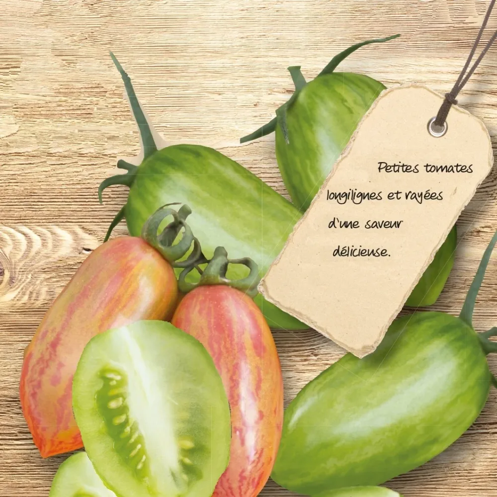 Tomate Artisan Green & Pink Tiger Solanum lycopersicum green & pink tiger