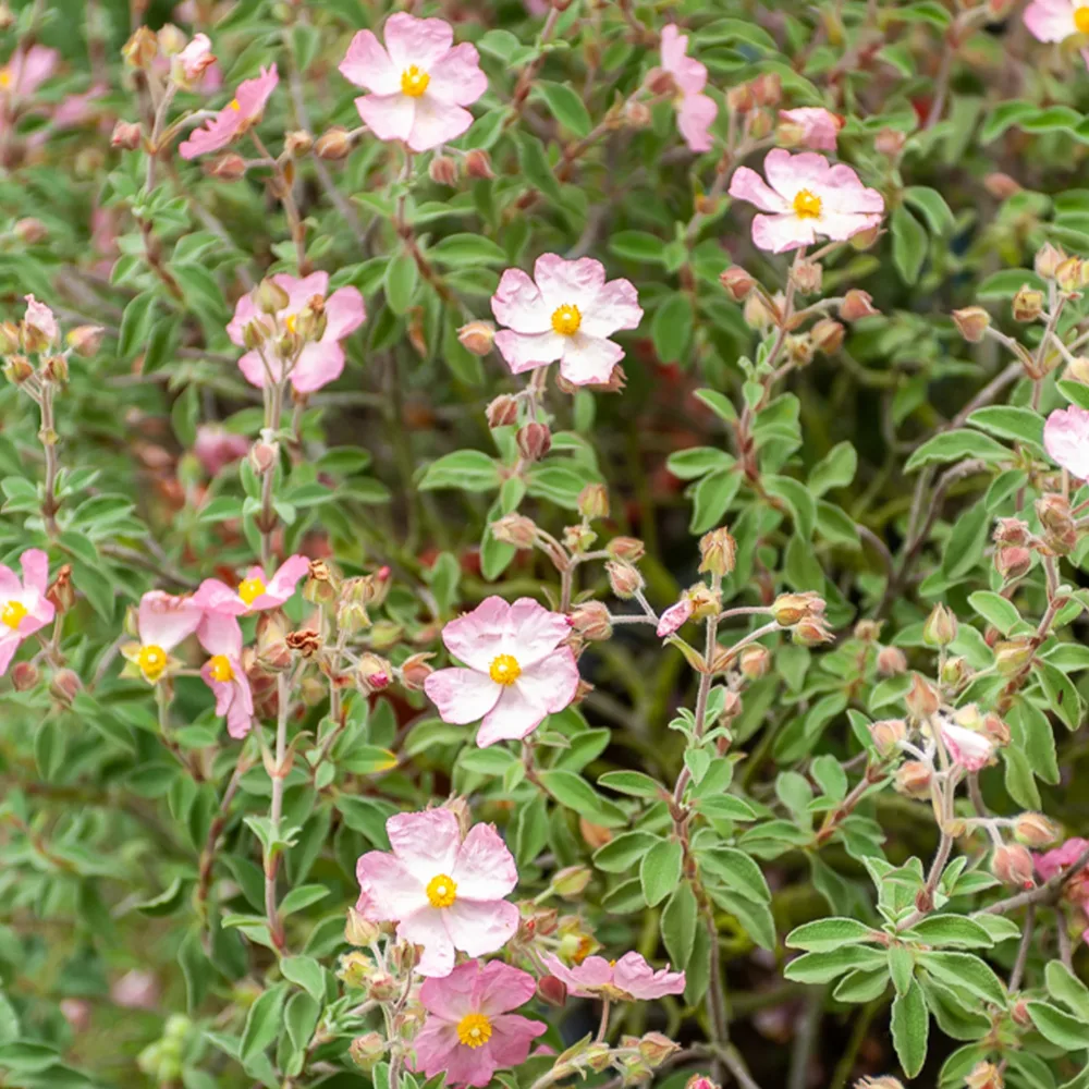 Ciste Silver Pink Cistus x argenteus Silver Pink