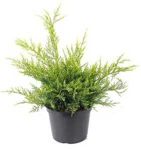 Genévrier Mint Julep, le pot de 2 Litres
