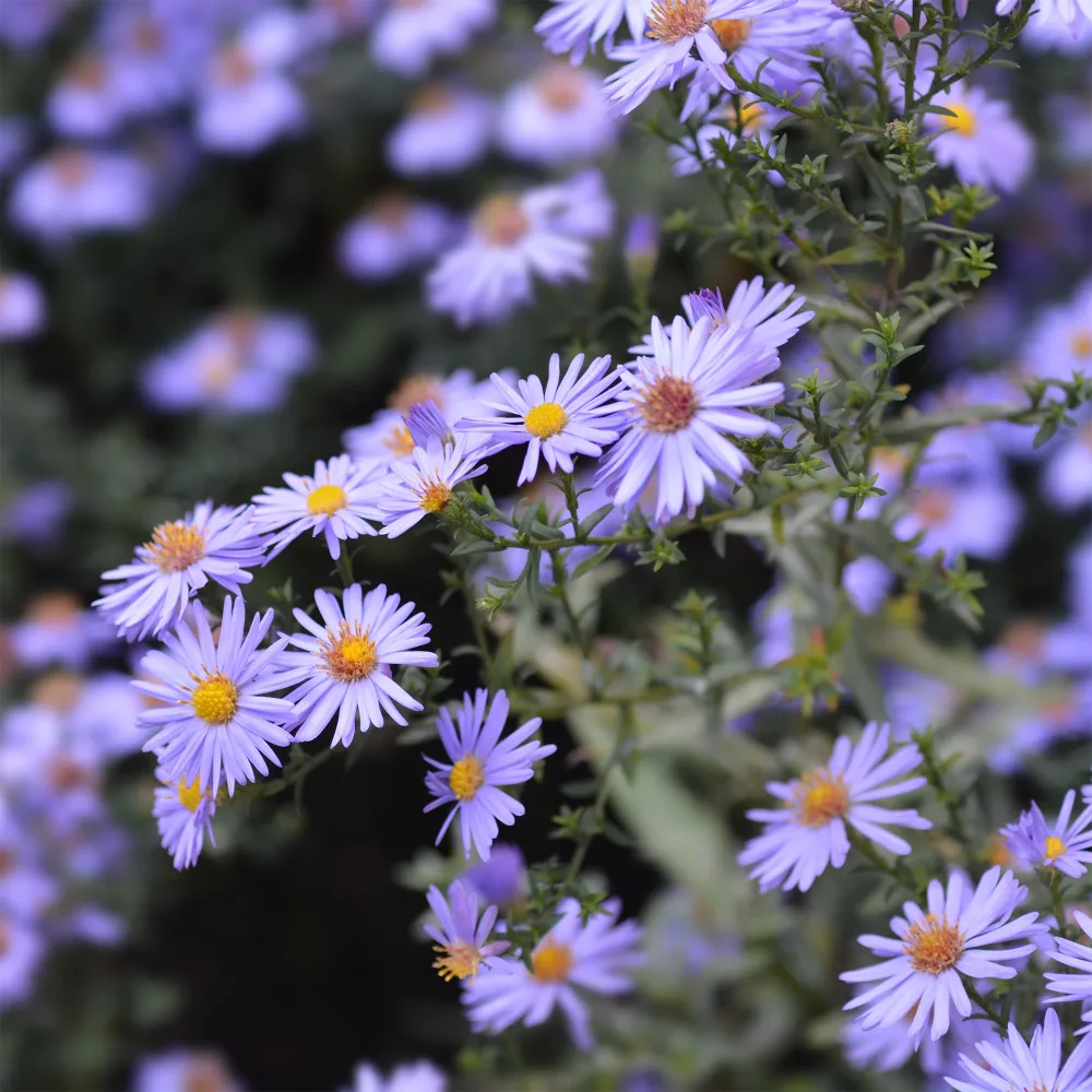 Aster nain d'automne Professor Anton Kippenberg Aster novi-belgii prof. anton kippenberg