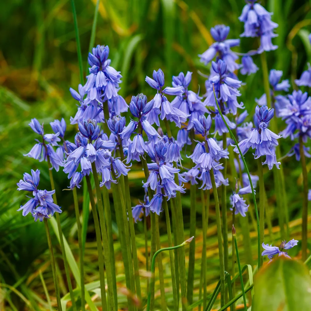 Jacinthe des bois bleue Scilla campanulata blue