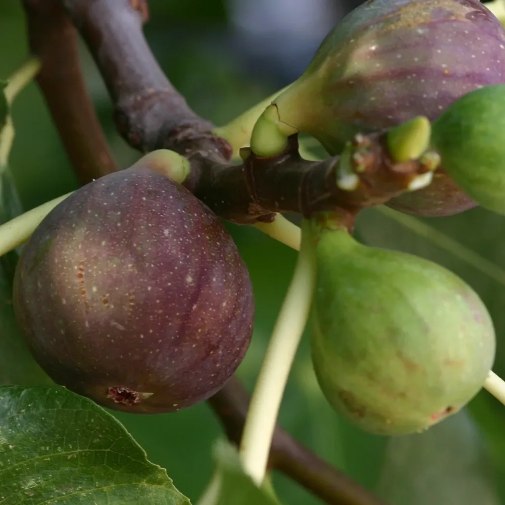 Figuier Violette de Solliès Ficus carica sollies