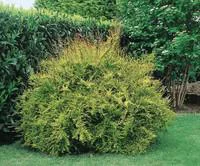 Lonicera Lemon Beauty ou Chèvrefeuille en pot de 2 L