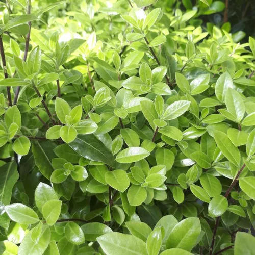 Pittosporum Tenuifolium Golf Ball boule. Le pot de 5 litres