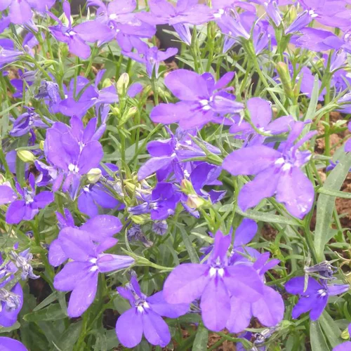 Lobelia ou lobélie - La suspension de Ø 26 cm