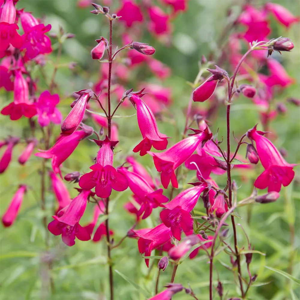 Galane Andenken an Friedrich Hahn - Penstemon Penstemon Andenken an Friedrich Hahn