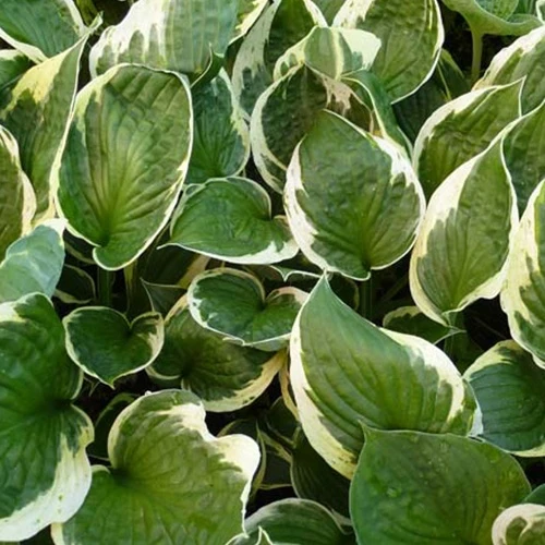 Hosta Independence Hosta independence
