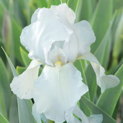 Iris des jardins Glacier - Le pot de 1 litre