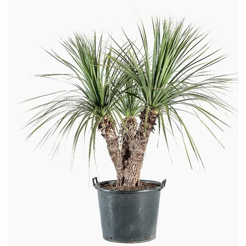 Dasylirion Longuisimum. Le pot de 35 litres