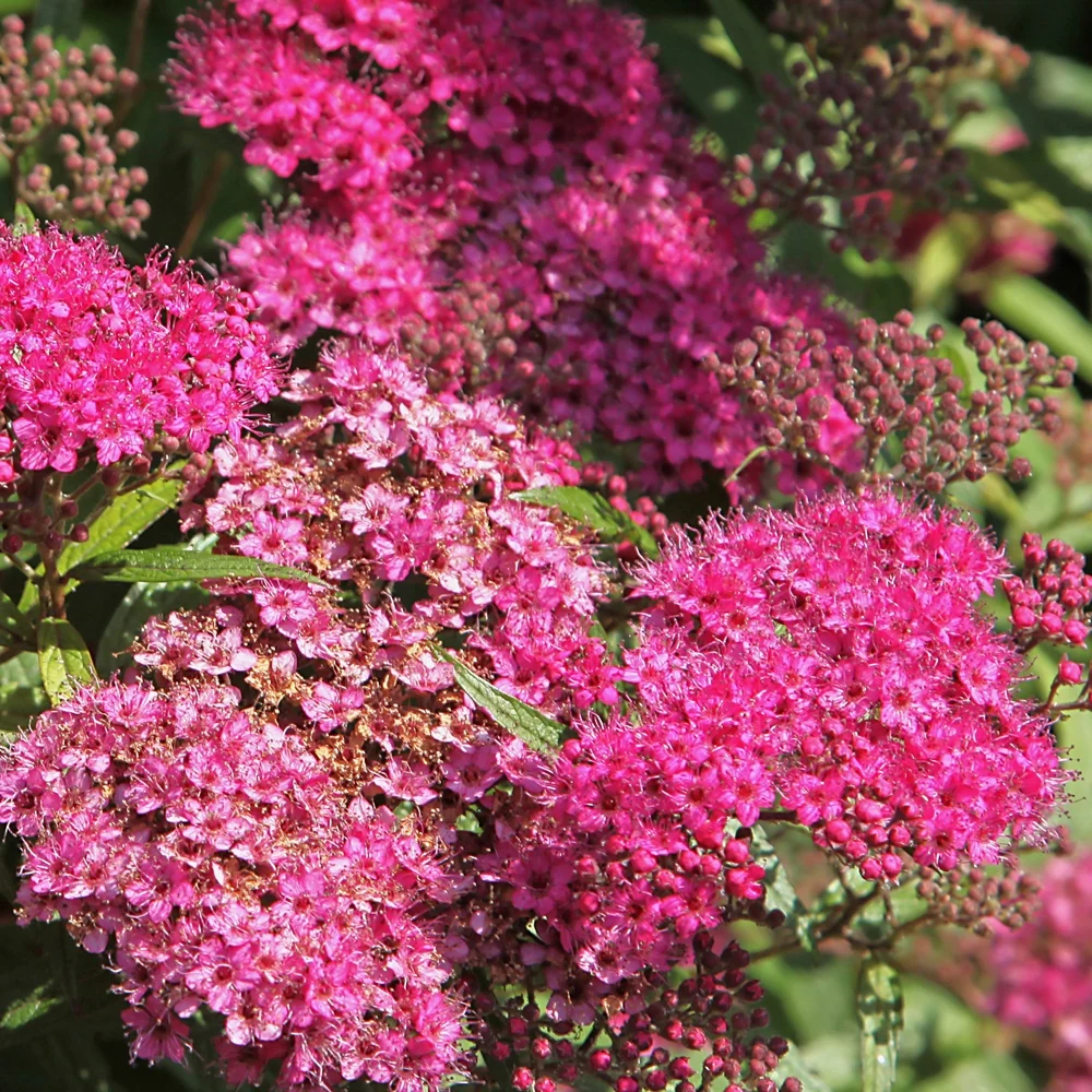 Spirée du Japon Anthony Waterer Spiraea japonica Anthony Waterer