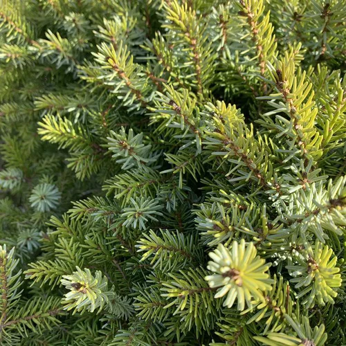 Épicéa de Serbie nain vert. Le pot de 30 litres