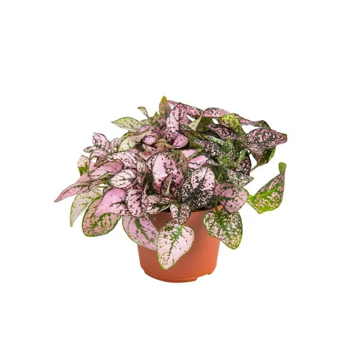 Hypoestes en pot Ø 6 cm