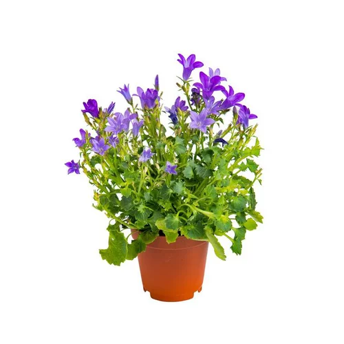 Campanule mix Ø 6cm
