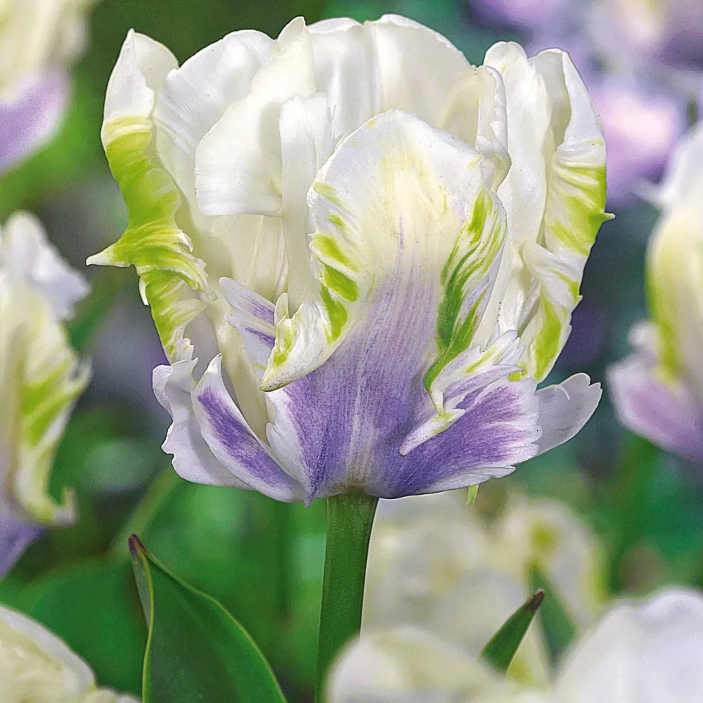 10 Tulipes perroquet White Lizard Tulipa white lizard