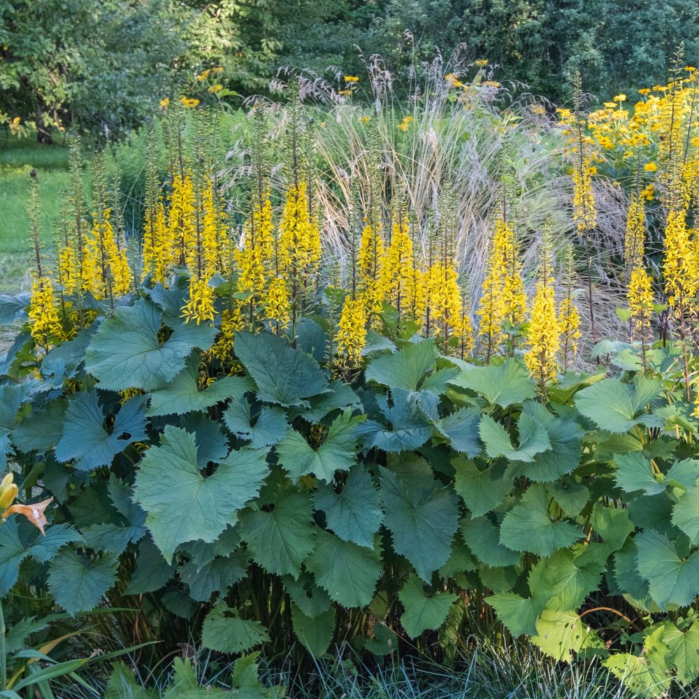 Ligulaire du Shavalski The Rocket Ligularia stenocephala the rocket