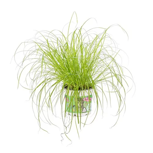 Cyperus Zumula ou Herbe à chat verte. Le pot Ø 12 cm