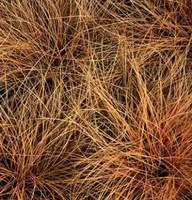 carex comans bronze form - Le pot diam 12 cm