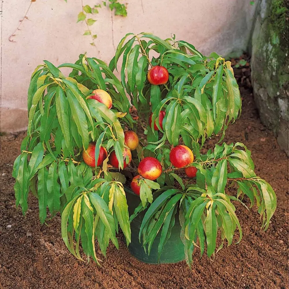 Mini-nectarine Morton Prunus persica Morton