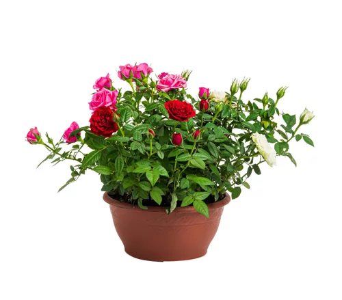 Rosier coupe multicolore – Pot de 23 cm de diamètre