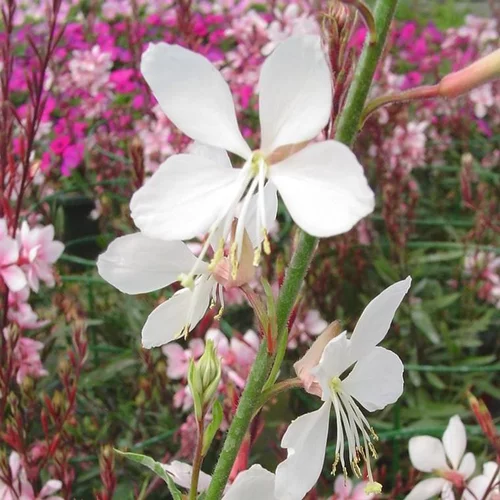 Gaura à fleurs blanches - Le pot de 2 litres