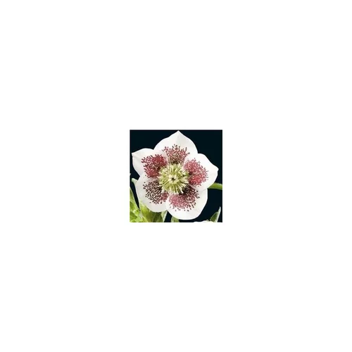 Helleborus Single White Blotched - Le pot de 1 litre
