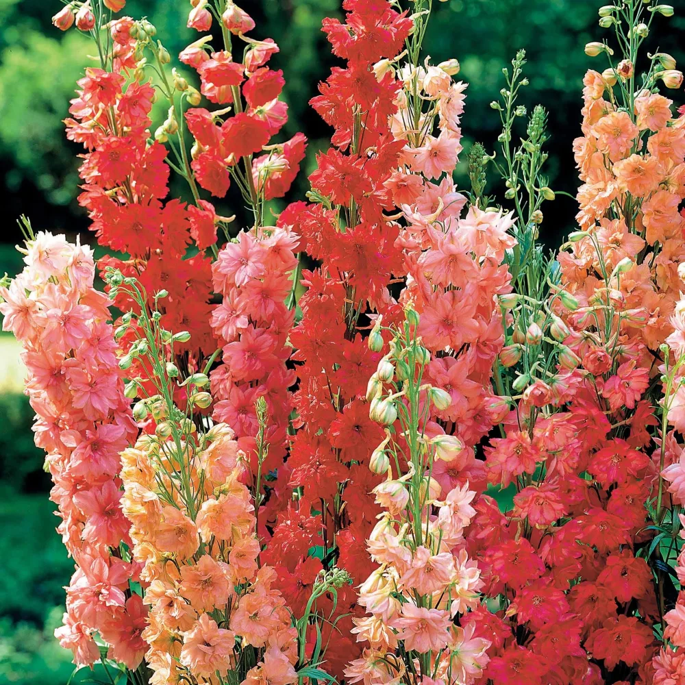 3 Delphiniums rouges en mélange Delphinium