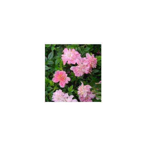 Mini rosier Rozenn mini - La barquette de 6 plants