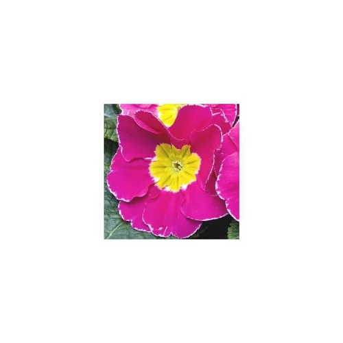 Primula Acaulis - La coupe en zinc de 20 cm
