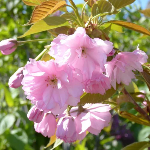 Cerisier du Japon Accolade (Prunus). Le pot de 10 litres