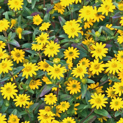 Sanvitalia retombant - La barquette de 4 plants