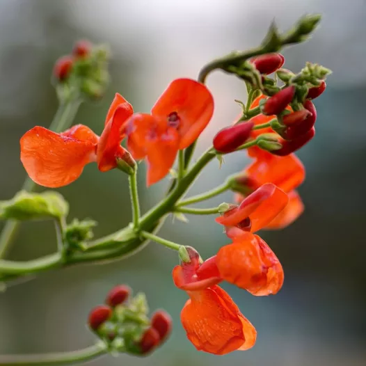 Spaanse boon | Sierlijke en eetbare klimplant | Biologische zaden Semailles