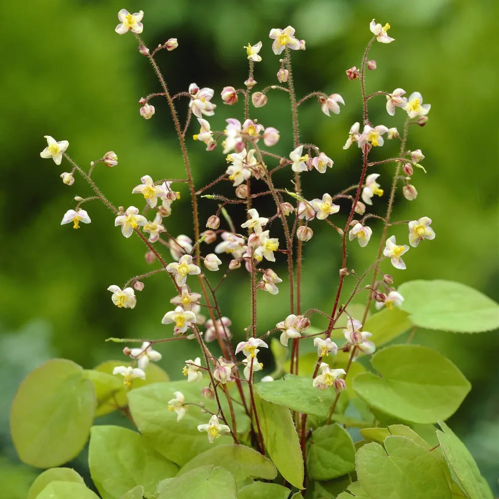 Epimedium pubigerum Epimedium pubigerum