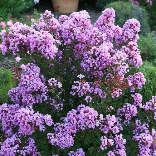 Lagerstroemia Indica With Love Eternal violet. Le pot de 4 litres