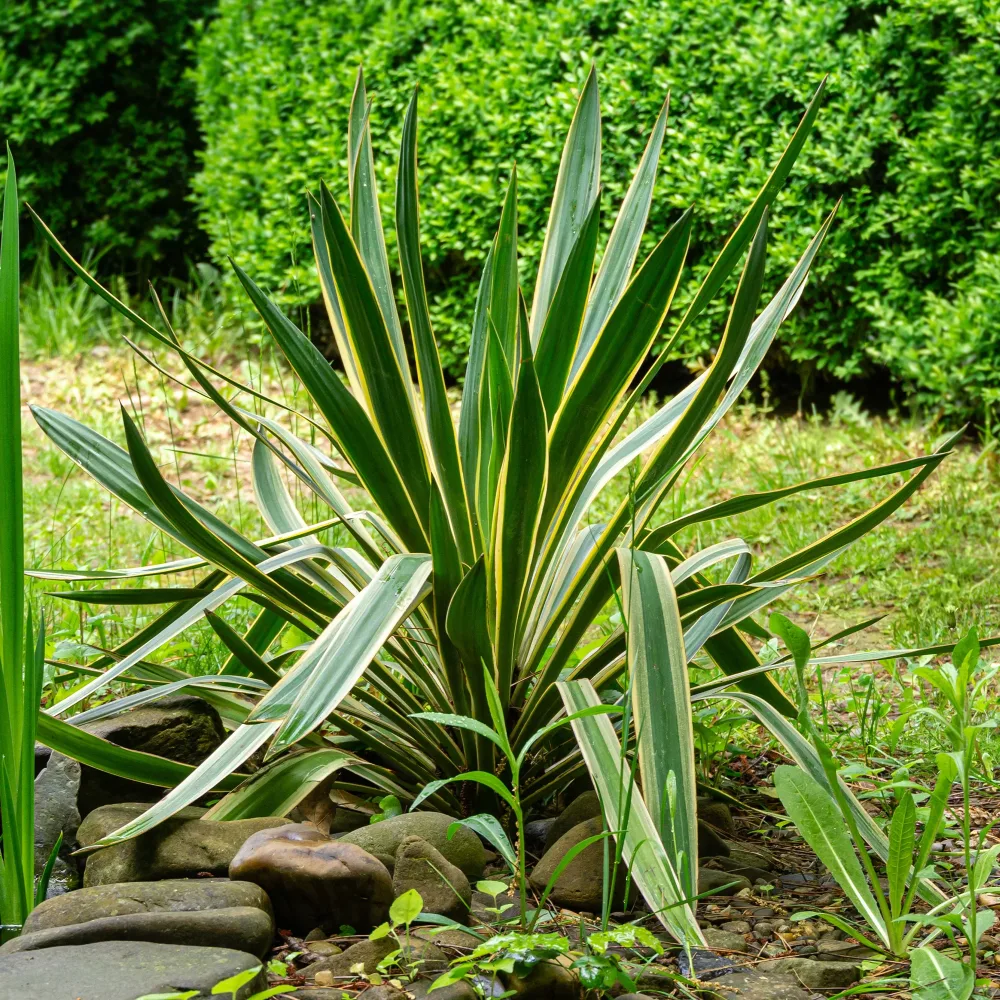 Yucca gloriosa Variegata Yucca gloriosa Variegata
