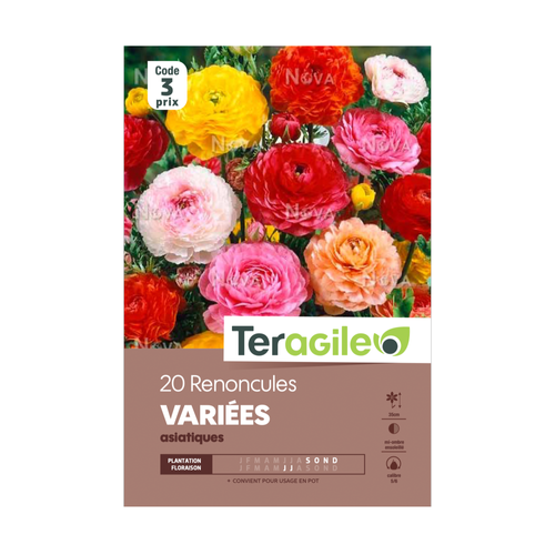 BULBES DE RENONCULES 'VARIÉES' - ASIATIQUES - TERAGILE® - X 20