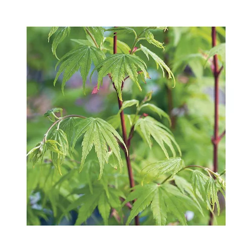 Erable du Japon (ACER PALMATUM SANGO KAKU ) Le pot de 30 litres