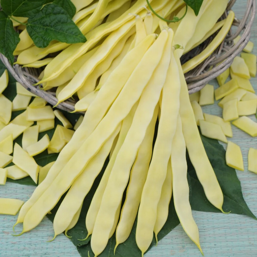 Haricot à rames Goldmarie Phaseolus vulgaris goldmarie