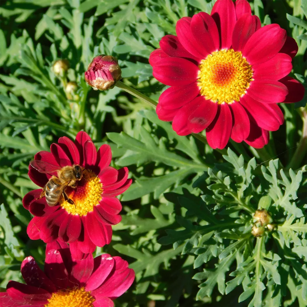 Argyranthemum Grandaisy ® Ruby Argyranthemum Grandaisy ® Ruby