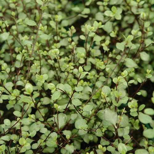 Pittosporum Tenuifolium Green Elf. Le pot de 15 litres