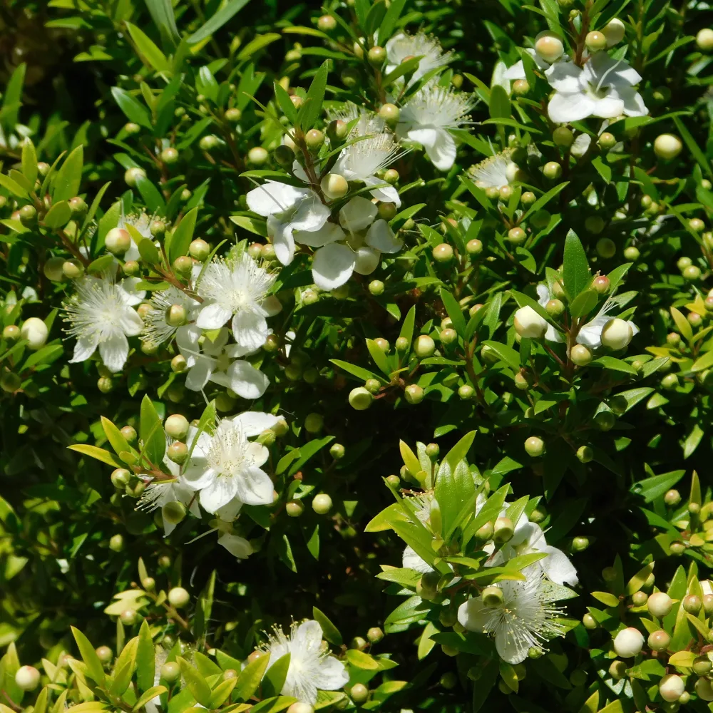 Myrte de Tarente Myrtus communis Tarentina