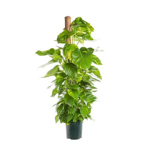 Pothos Aureus avec tuteur mousse pot Ø24xH120 cm