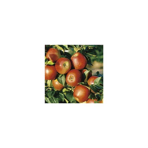 Pommier Delbard Jubile® Delgollune. Le pot de 12 litres, forme gobelet