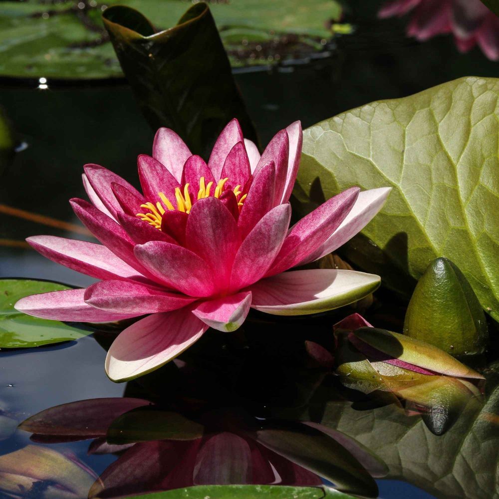 Nénuphar James Brydon Nymphaea james brydon