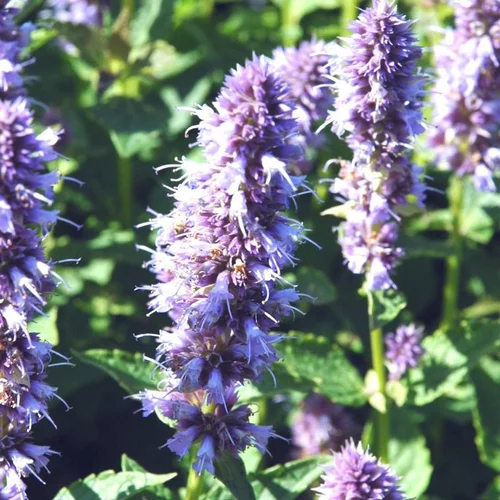 Agastache - Le pot de 10,5 cm