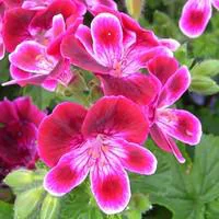 Géranium pensée à petites fleurs - Le pot de 5 litres