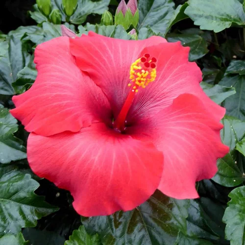Hibiscus long Life Pacific Beauty - Le pot de 10 litres