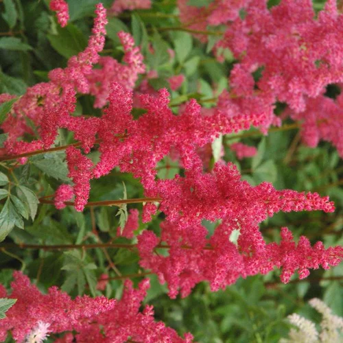 Astilbe etna rouge en pot de 2 L